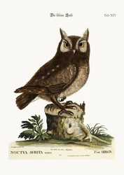 Der kleine Uhu, 1749-73